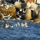 부산갈메기 이미지