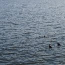 경포호수 1 이미지