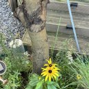 월령솔가 이미지