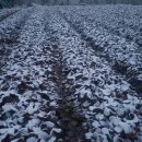 재호농장2 이미지