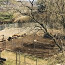 ok사슴목장 이미지