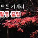 스마트폰 역광촬영 방법.이것만 알면 역광으로 단풍사진 멋지게 촬영할 수 있다. 스마트폰 카메라 간단 조작으로 멋진 사진 얻는법. 이미지