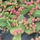 호산나농장 이미지