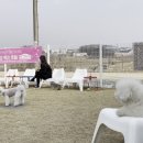 도그노크 이미지