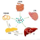 투휘트니스