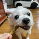 멍멍바개뜨 이미지