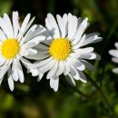 데이지(Daisy)