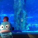 롯데 | 잠실 롯데월드 아쿠아리움 후기ㅣ산리오 한교동 주말 할인 방문