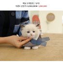 온천장고양이 이미지