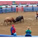 청도소싸움경기장 이미지