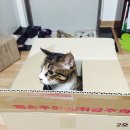 [고양이 용품 후기] 야옹이의 절친이 된 펫모닝 캣닙베개