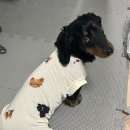 행복한 멍냥이 이미지