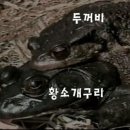 한국 생태계 교란시키던 외래종들 근황 이미지