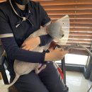 24시 아프리카동물병원 이미지