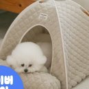 펫 하우스 이미지