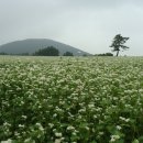 성읍리-6 이미지