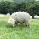 흔들목장 이미지