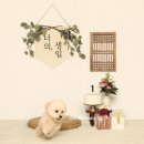 크림푸들 가족이야기 이미지