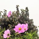 20211102 안개 속 이천 해룡산 원통산 산행