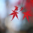 사랑의 다리 이미지