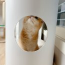 올데이펫 | 네이버 펫 바우처 실사용 후기✨할인·적립 조합으로 산 두잇 올데이랙