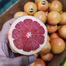 남아공 레드자몽&호주산 레몬&장수 완숙토마토 특가판매!!!! 이미지