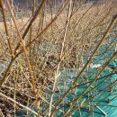 개나리농장 이미지