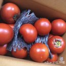 [못난이 토마토] 오래 보관하는 보관법, 당뇨에 좋은 토마토 효능