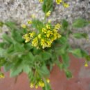 꽃다지 앞 이미지