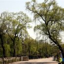 버드나무 이미지