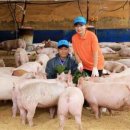 증도축산 이미지