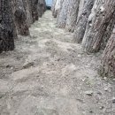 봄맞이 표고농장 이미지