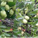 황산벌둥지마을 이미지