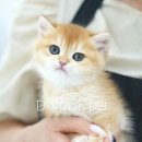 광주강아지분양 고양이분양 도로시펫 이미지