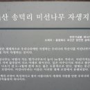 다미선