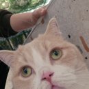 나만 없어 고양이 | 별내고양이카페 나만 없어 고양이 내돈내산 후기