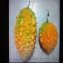 여주-0115 이미지