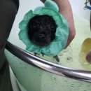 몽 그루밍 이미지