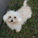 베스트 애견 이미지