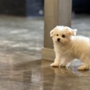 더나은펫샵 이미지