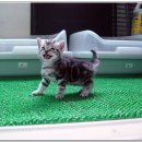 복이 이미지