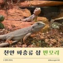 천안 신부동 파충류샵 추천 "반모리" 방문 후기 / 호텔링