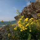 가을 향취 안고 있는 산국(山菊) 이미지