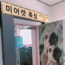 미어캣족장
