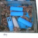 부산갈매기 횟집 Daum카페