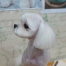 위드퍼피 이미지