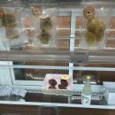 댕댕찹찹 이미지