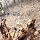 산적님 솜씨자랑 대신 올려요 이미지