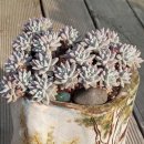 골든글라스 이미지