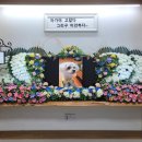 댕댕이,봄 이미지